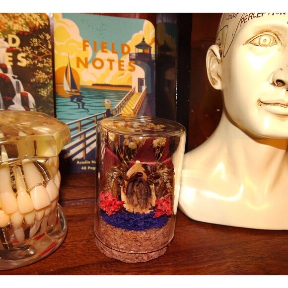 Two Cicada Skins Nut Shell & Dried Flowers Oddity Jar witchy goth taxidermy - Picture 7 of 13